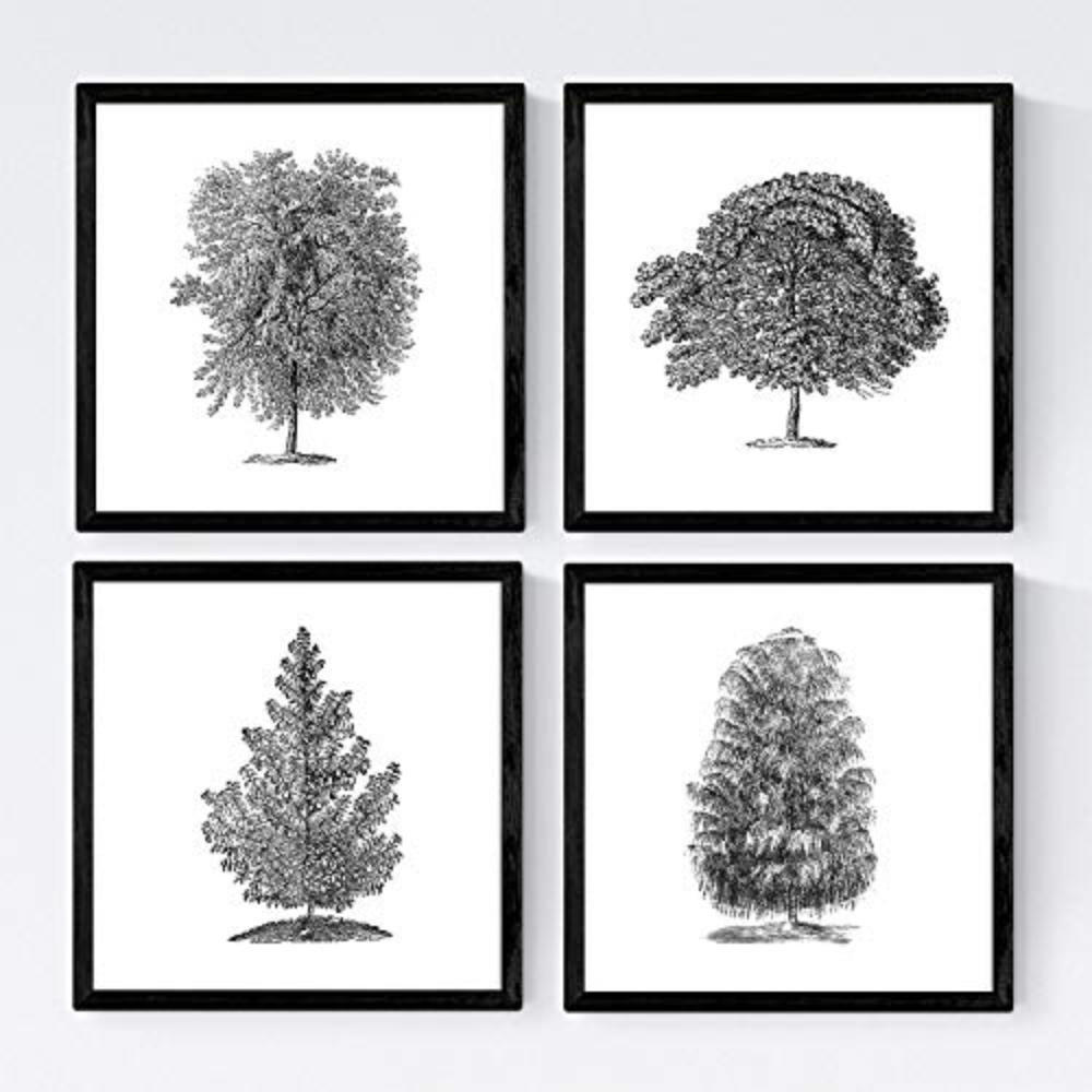 POSTER Set mit 4 Blättern der Baumstamm in halber weiß 30x30 cm Rahmenlos - Klar, Papier (30/3cm) - Nacnic