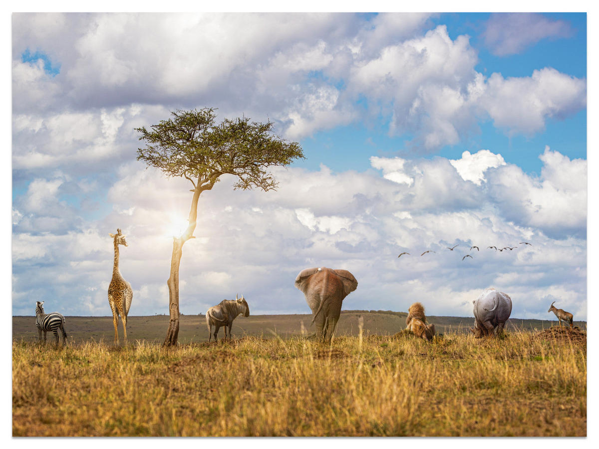 FOTOTAPETE für Kinderzimmer Safari Tiere Elefant Giraffe Löwe 300x210 - Beige/Braun, Papier (300/210cm) - Muralo