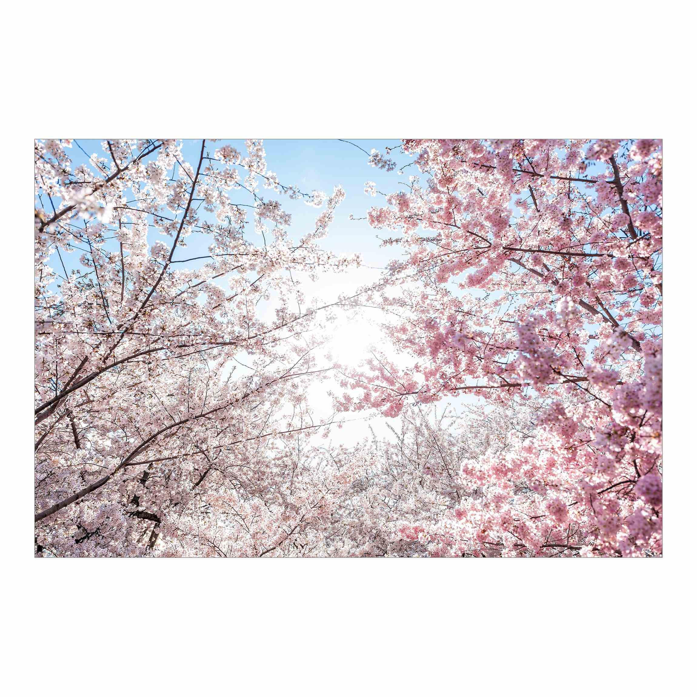 FOTOTAPETE Zwischen Kirschblütenzweigen 432/290 cm - Rosa, Papier (432/290cm) - Bilderwelten