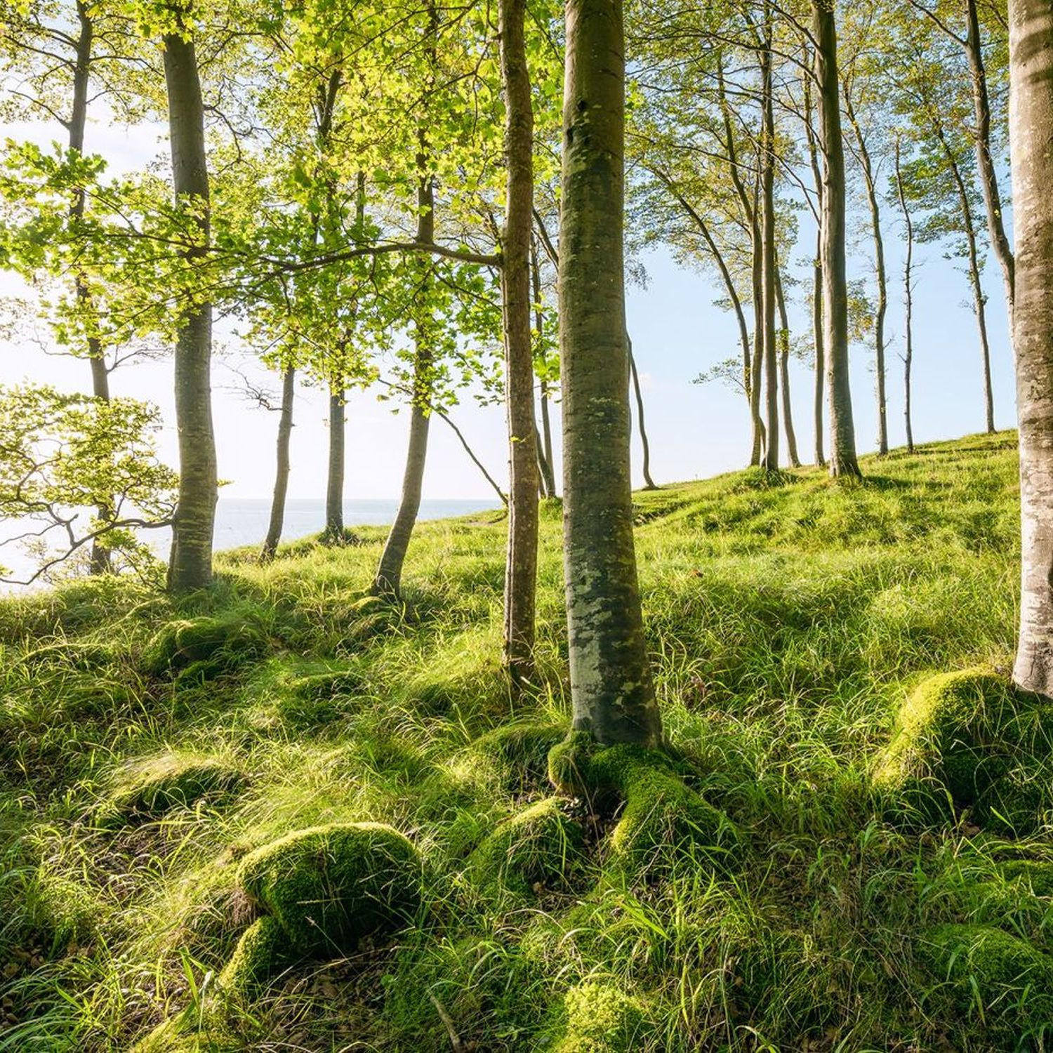 FOTOTAPETE Landschaft 450 x 280 cm - Grün, Papier (450/280cm) - Sanders & Sanders