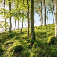 FOTOTAPETE Landschaft 450 x 280 cm - Grün, Papier (450/280cm) - Sanders & Sanders