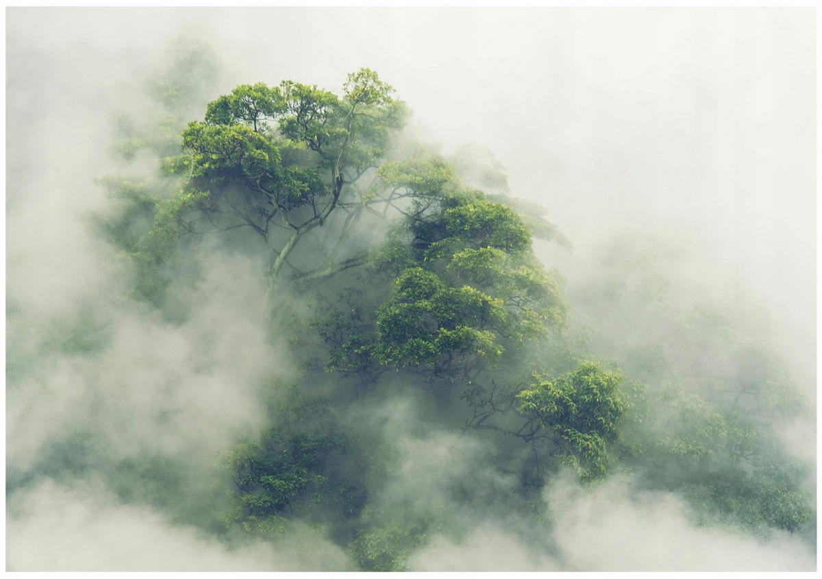 FOTOTAPETE Wald Baume Vliestapete Tapete 350x250 - Multicolor, Papier (350/250cm) - Wallarena