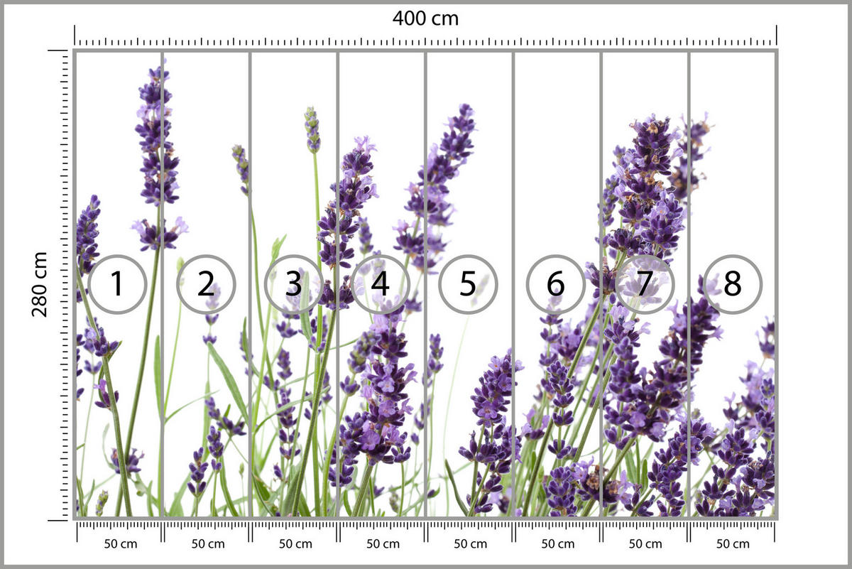 FOTOTAPETE für Küche Lavendelblüten Weißer Hintergrund 400x280 - Violett/Lila, Papier (400/280cm) - Muralo