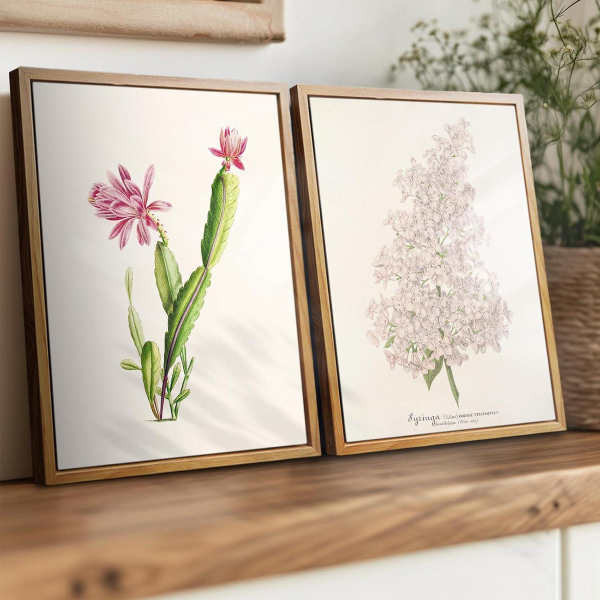 LEINWANDBILD mit Rahmen Botanisch Rosa Kaktus 20 x 25 cm - Rosa, Holz (20/0.5cm)