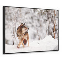 LEINWAND Bilder mit Rahmen - Wolf - Winter - Schnee - Natur - Tiere - 100x70 - Haselnussfarben, Textil (100/70cm) - MuchoWow