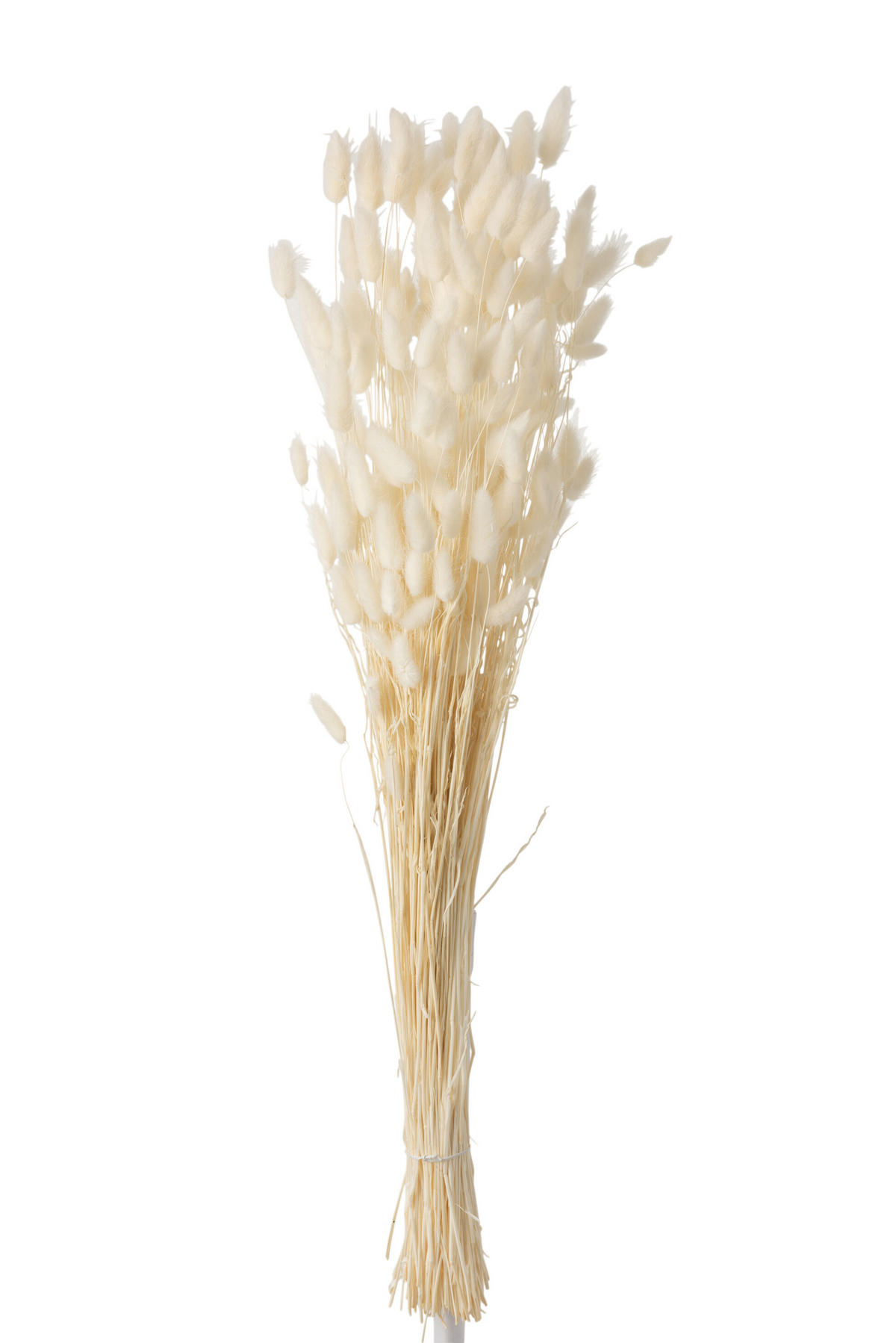 TROCKENBLUMEN FEDERGRAS – Schilf – Ecru – Groß - Weiß, Naturmaterialien (85cm) - J-Line