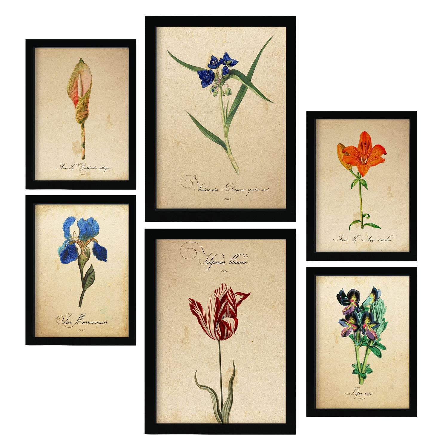 POSTER Set Mit 6 Blaue Blumen Vollfarbige Blumenmotiven Im Vintage Papier Stil A3 & A4 Rahmenlos - Klar, Papier (29/3cm) - Nacnic
