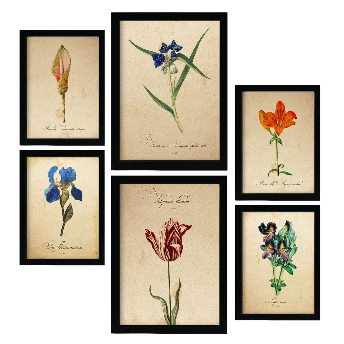 POSTER Set Mit 6 Blumen in Blau, Rot und Orange Größe A3 & A4 Schwarzer Rahmen - Schwarz, Papier (29.7/1cm) - Nacnic