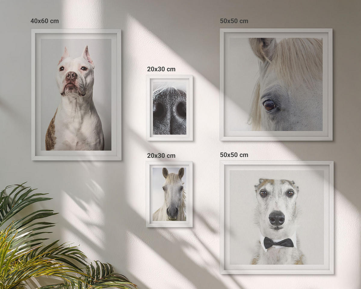 WANDBILDER 5er-Set - 50x50 cm & 20x30 cm & 40x60 cm Weißer Rahmen - Elegante Porträts von Hunden und Pferden - Weiß, Kunststoff (40/60cm) - ArtPrintCave