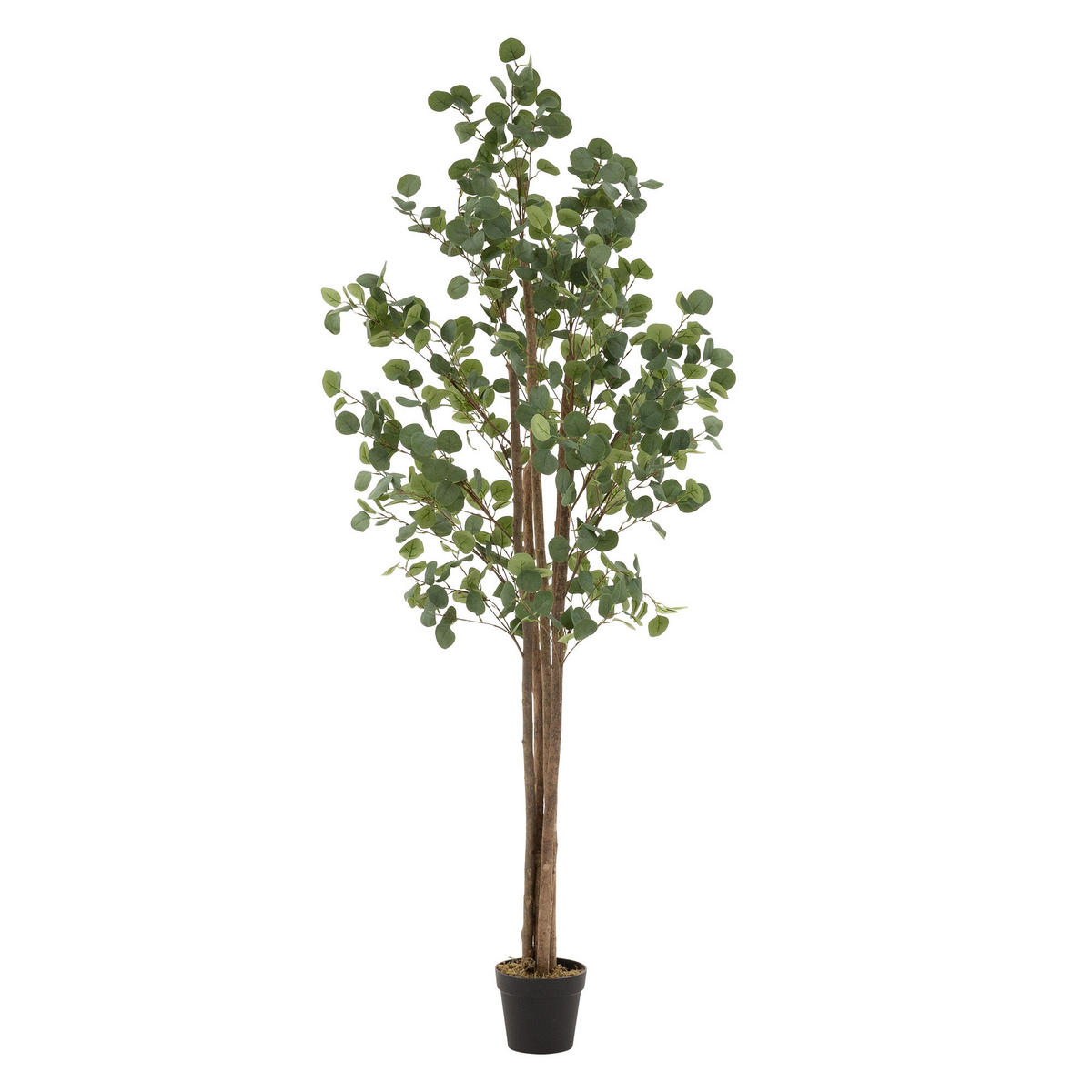 KUNSTPFLANZE Eukalyptus - Anthrazit/Grün, Holz/Kunststoff (210cm) - ML-DESIGN