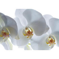 FOTOTAPETE Blumen 180 x 127 cm - Weiß, Papier (180/127cm) - Sanders & Sanders