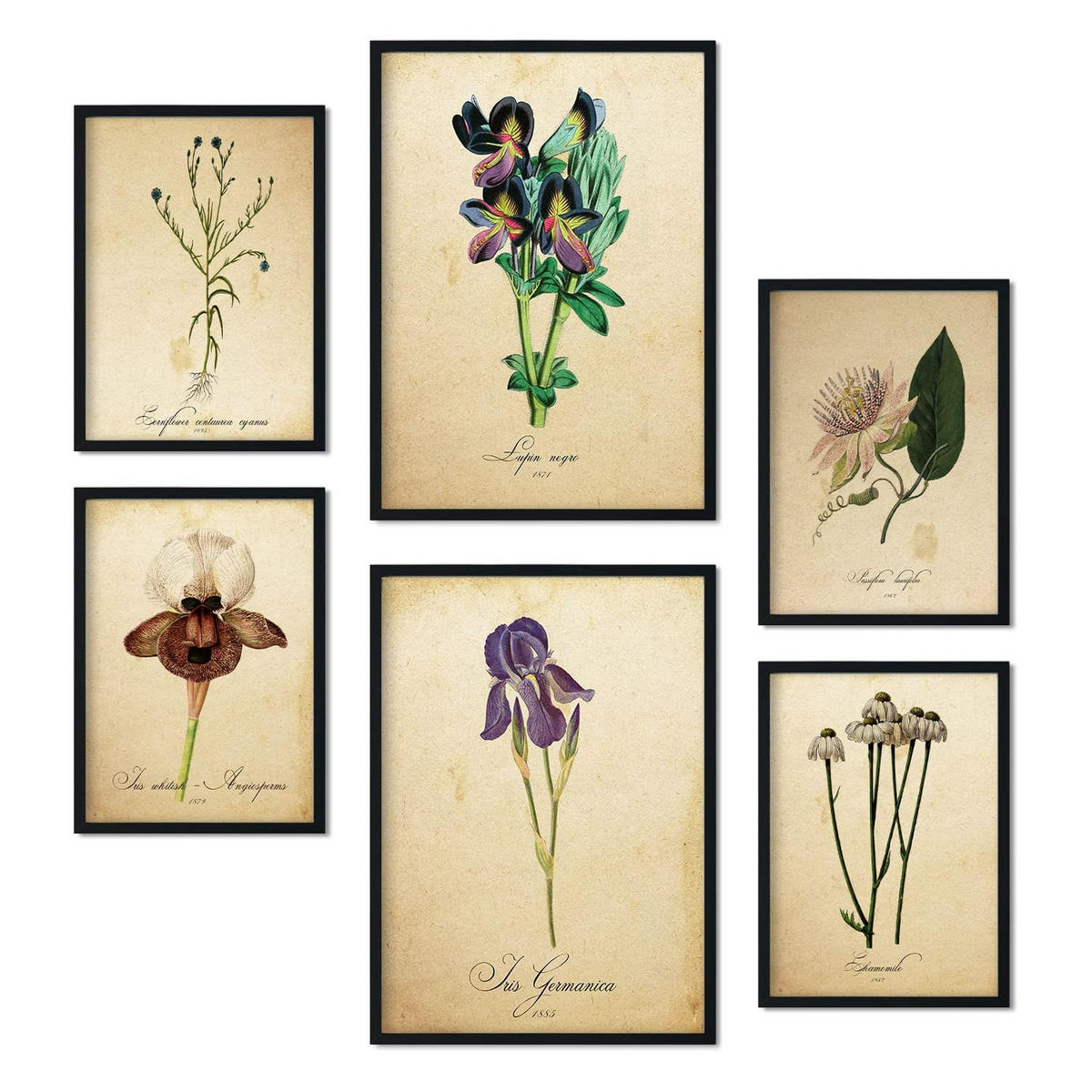 POSTER Set Mit 6 Vintage-Blumen Größe A3 und A4 Rahmenlos - Klar, Papier (29.7/1/42cm) - Nacnic