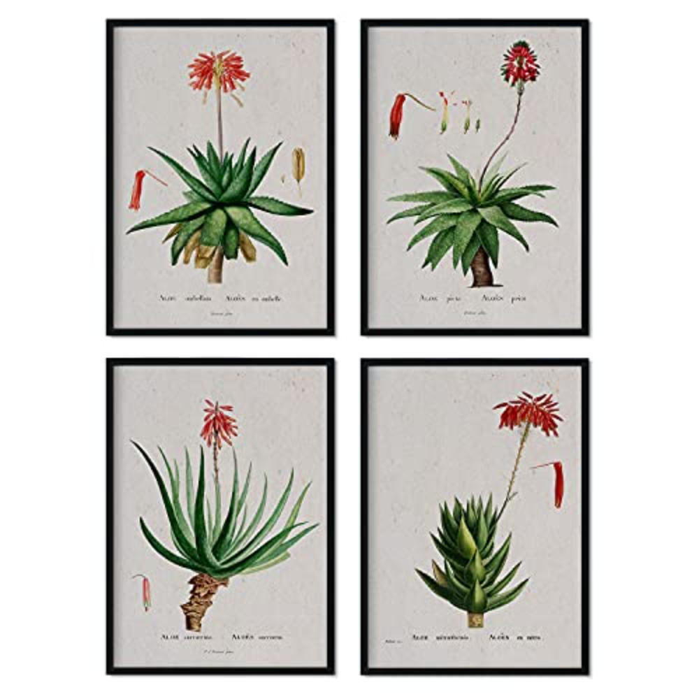 POSTER Set mit 4 mit rotem Blumenfilmen aus dem Künstler PierreJoseph Redouté A3 Rahmenlos - Klar, Papier (29.7/3cm) - Nacnic