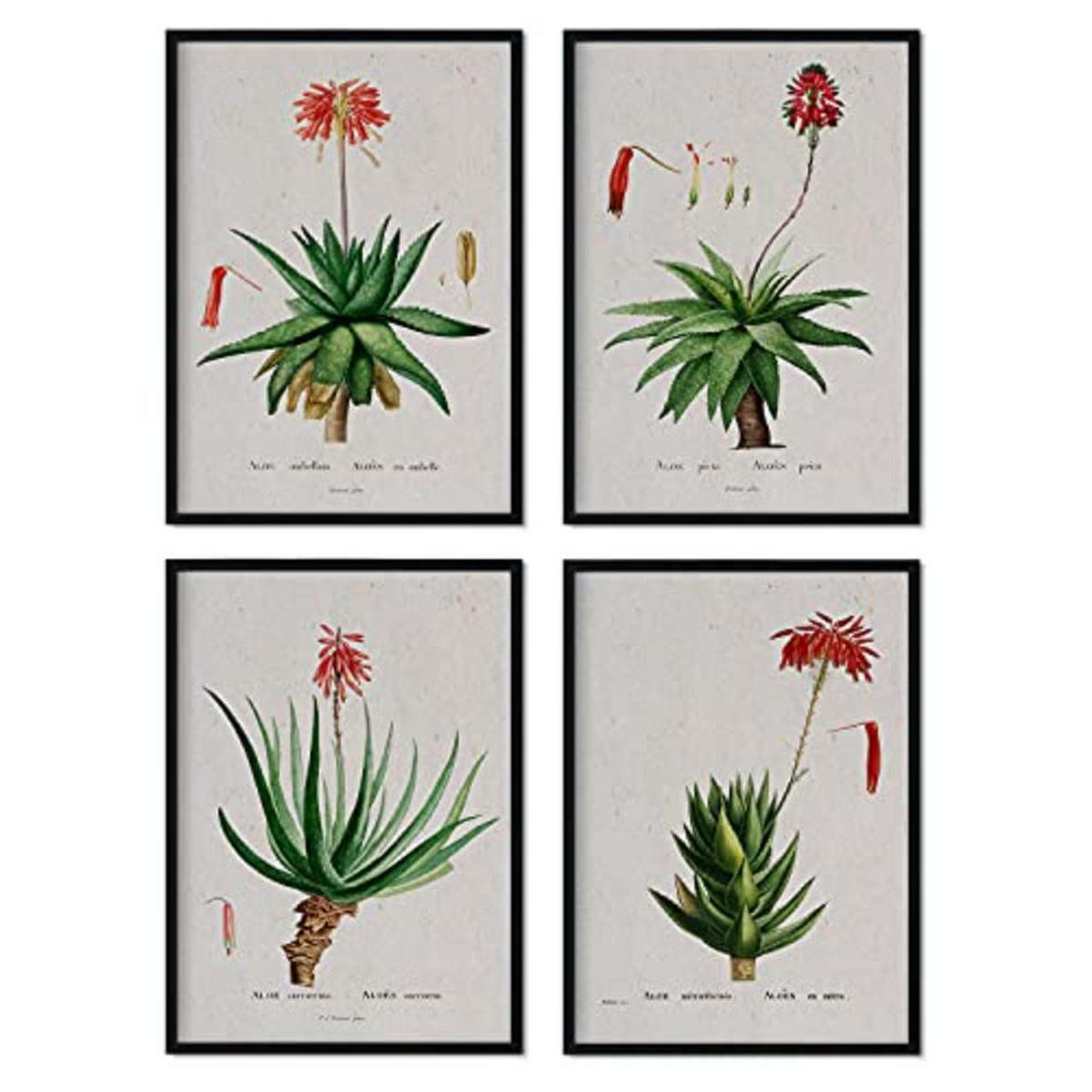 POSTER Set mit 4 mit rotem Blumenfilmen aus dem Künstler PierreJoseph Redouté A3 Rahmenlos - Klar, Papier (29.7/3cm) - Nacnic