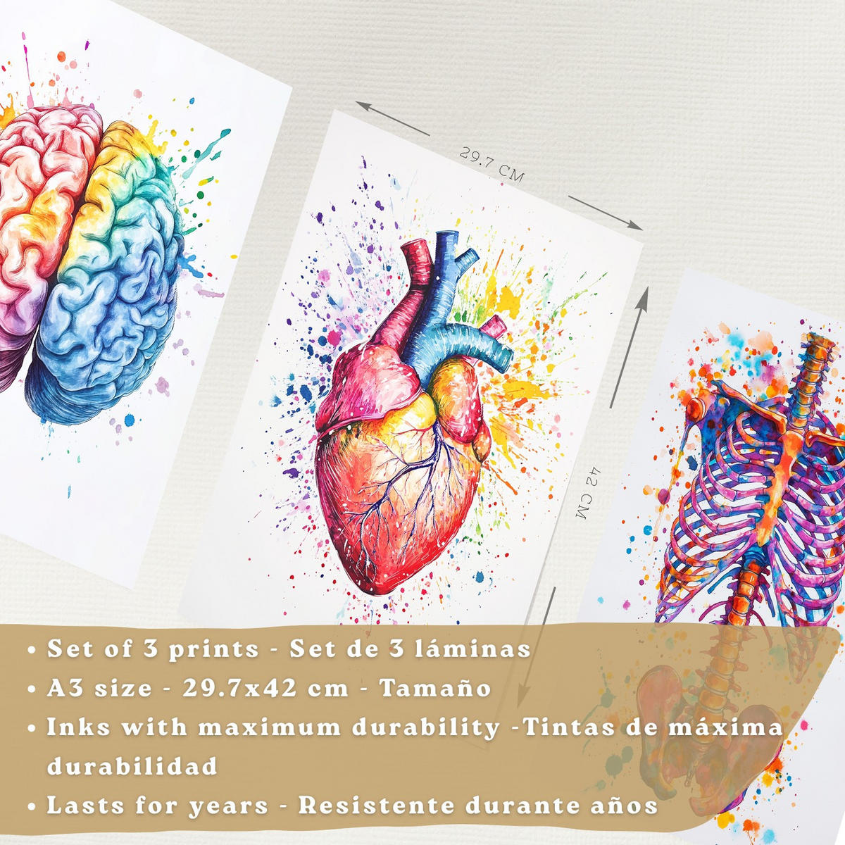 POSTER Set aus 3 Anatomie Mensch Drucke und Wandbilder mit Gehirn Herz Rippen Wirbelsäule Lebendiges Aquarell Design Größe Weißer Rahmen A3 - Weiß, Papier (29.7/42/3cm) - Nacnic