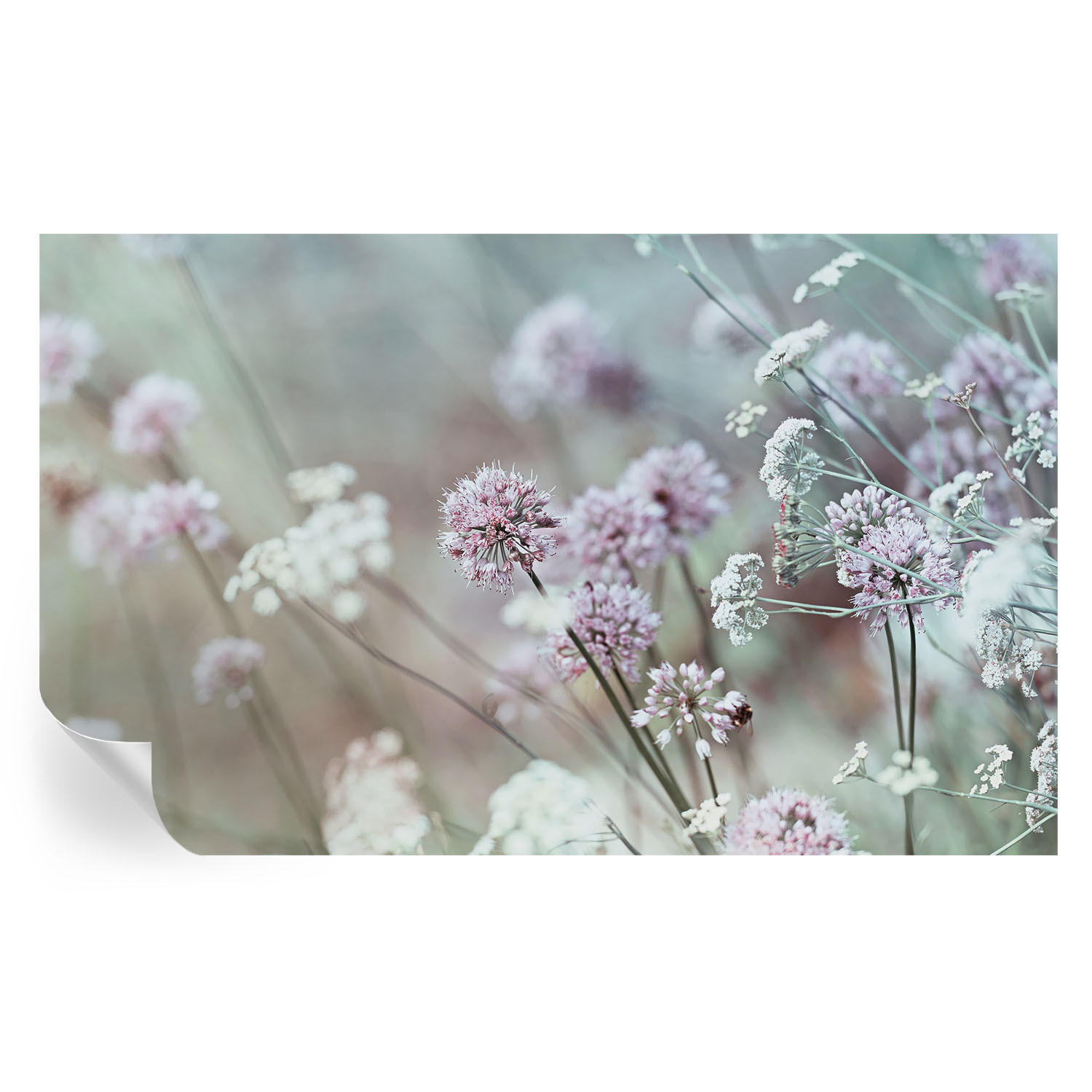 FOTOTAPETE 416x254 cm - Wildblumen - Weiß, Textil (416/254cm) - Wallfluent