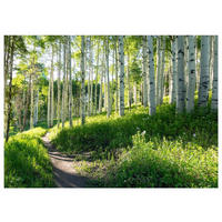 FOTOTAPETE Wald Baume Vliestapete Tapete 300x210 - Multicolor, Papier (300/210cm) - Wallarena