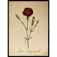 POSTER Nelke. A4 Schwarzer Rahmen - Schwarz, Papier (29.7/5/21cm) - Nacnic