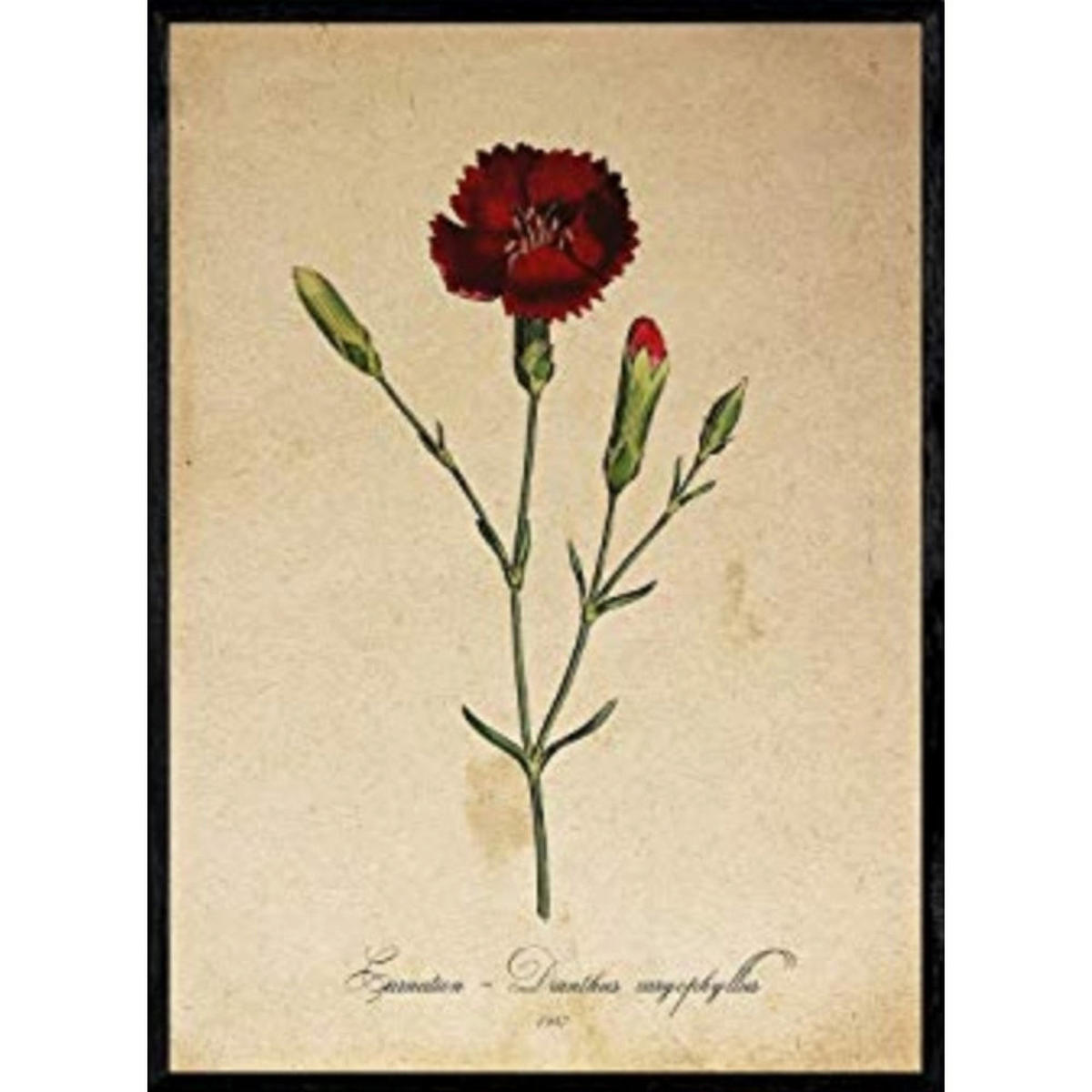 POSTER Nelke. A4 Schwarzer Rahmen - Schwarz, Papier (29.7/5/21cm) - Nacnic