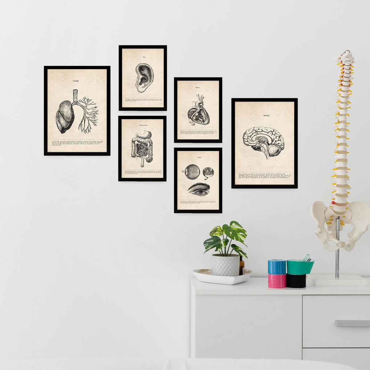 POSTER Set Mit 6 Organanatomie Größe A3 & A4 Schwarzer Rahmen - Schwarz, Papier (29.7/1cm) - Nacnic
