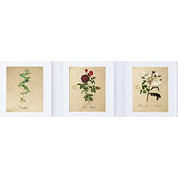 POSTER Set Mit 3 Blumen Vintage A4 Rahmenlos - Klar, Papier (29.7/5/21cm) - Nacnic