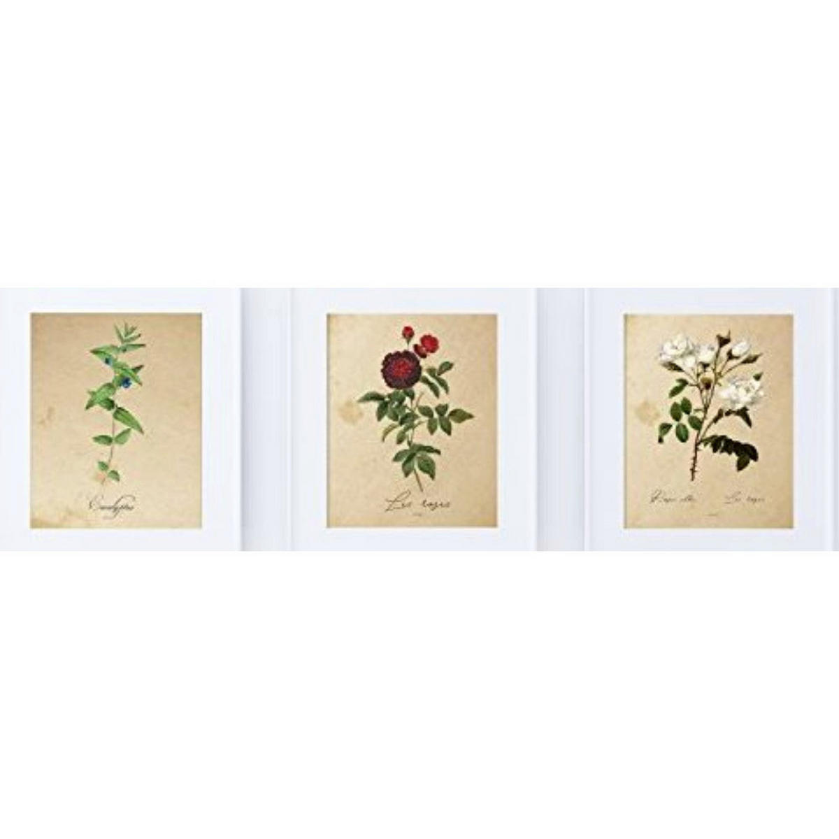 POSTER Set Mit 3 Blumen Vintage A4 Rahmenlos - Klar, Papier (29.7/5/21cm) - Nacnic