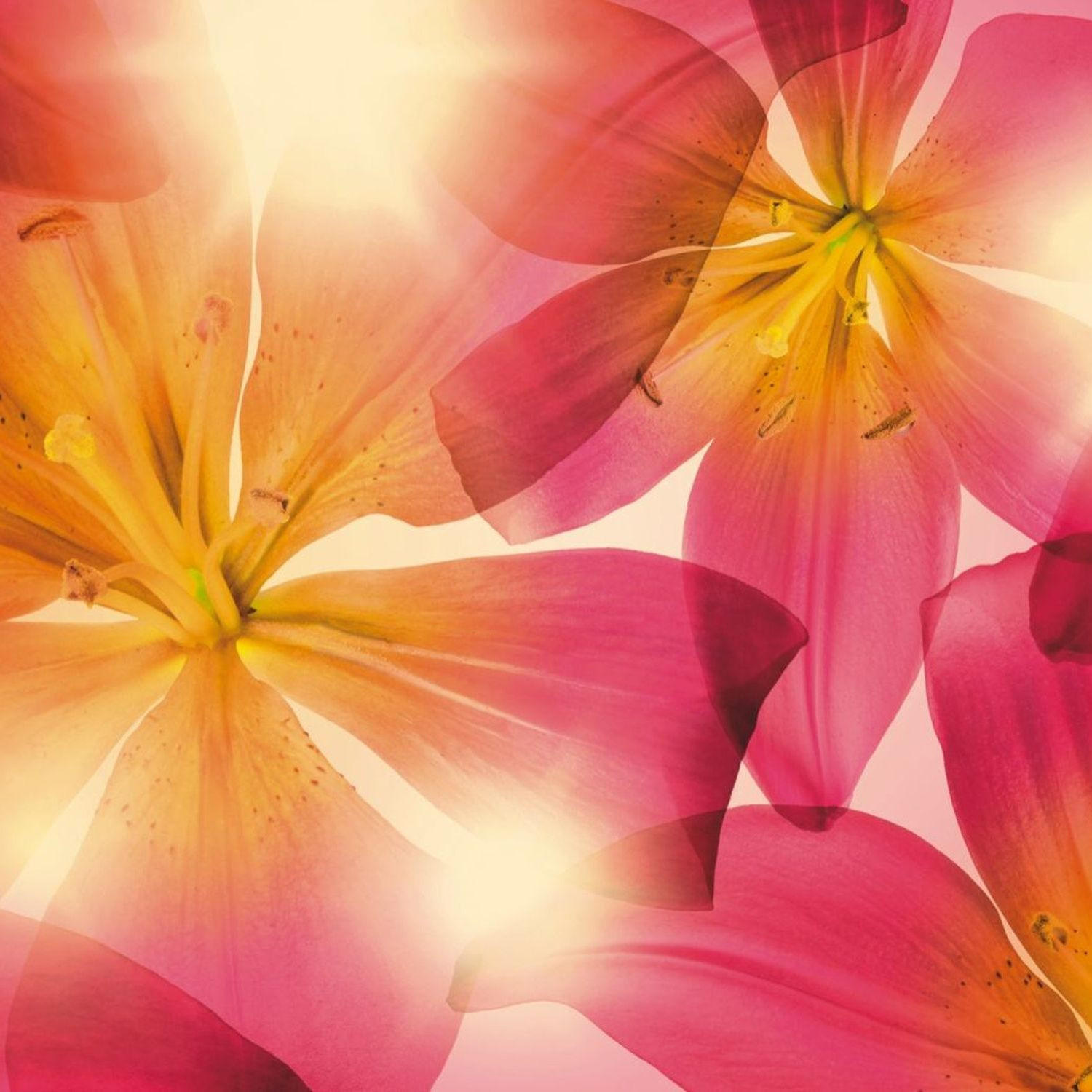 FOTOTAPETE Blumen 368 x 254 cm - Pink, Papier (368/254cm) - Sanders & Sanders