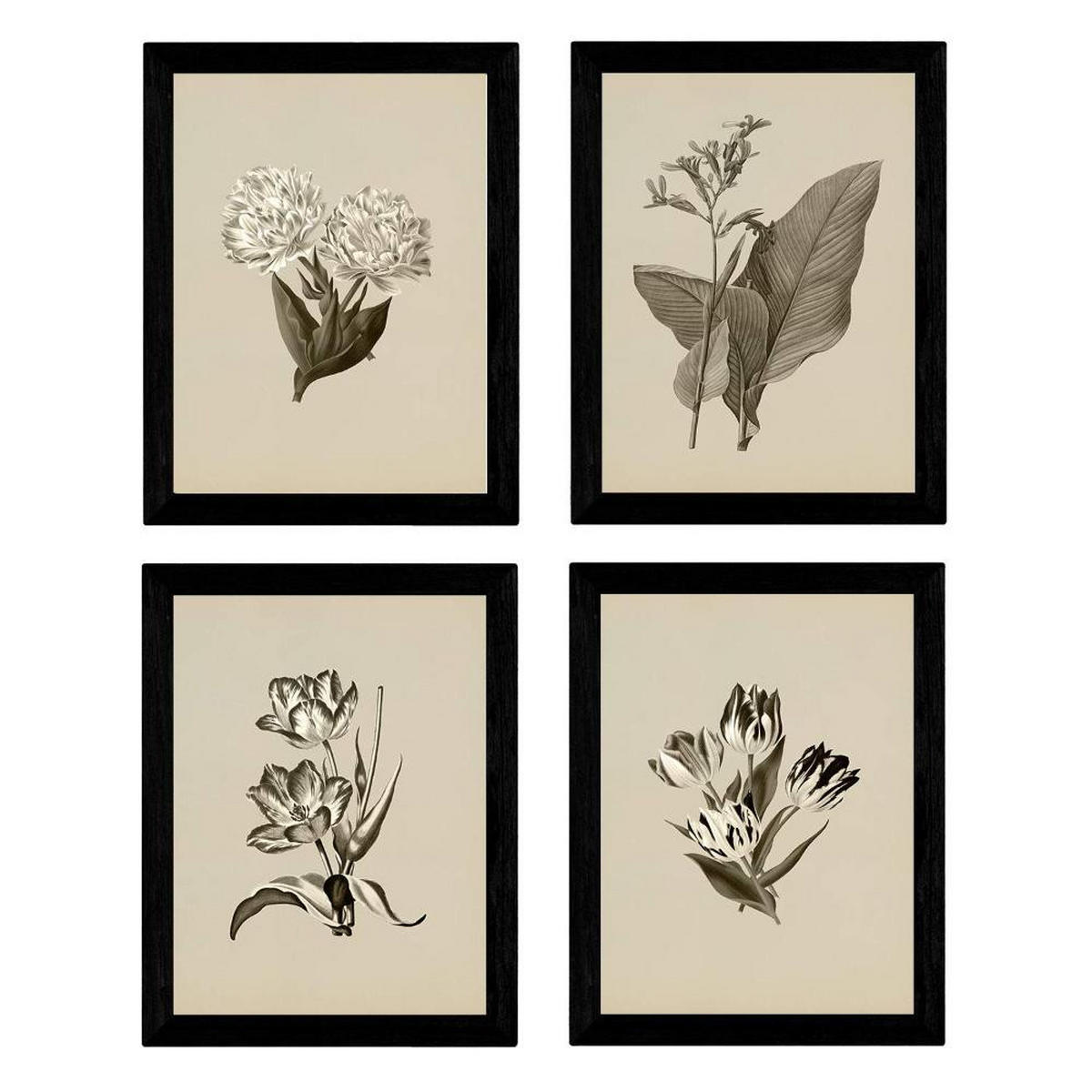 POSTER Set mit 4 botanischen Jahrgang Tulpen Regenbogen A3 Rahmenlos - Klar, Papier (29.7/3cm) - Nacnic