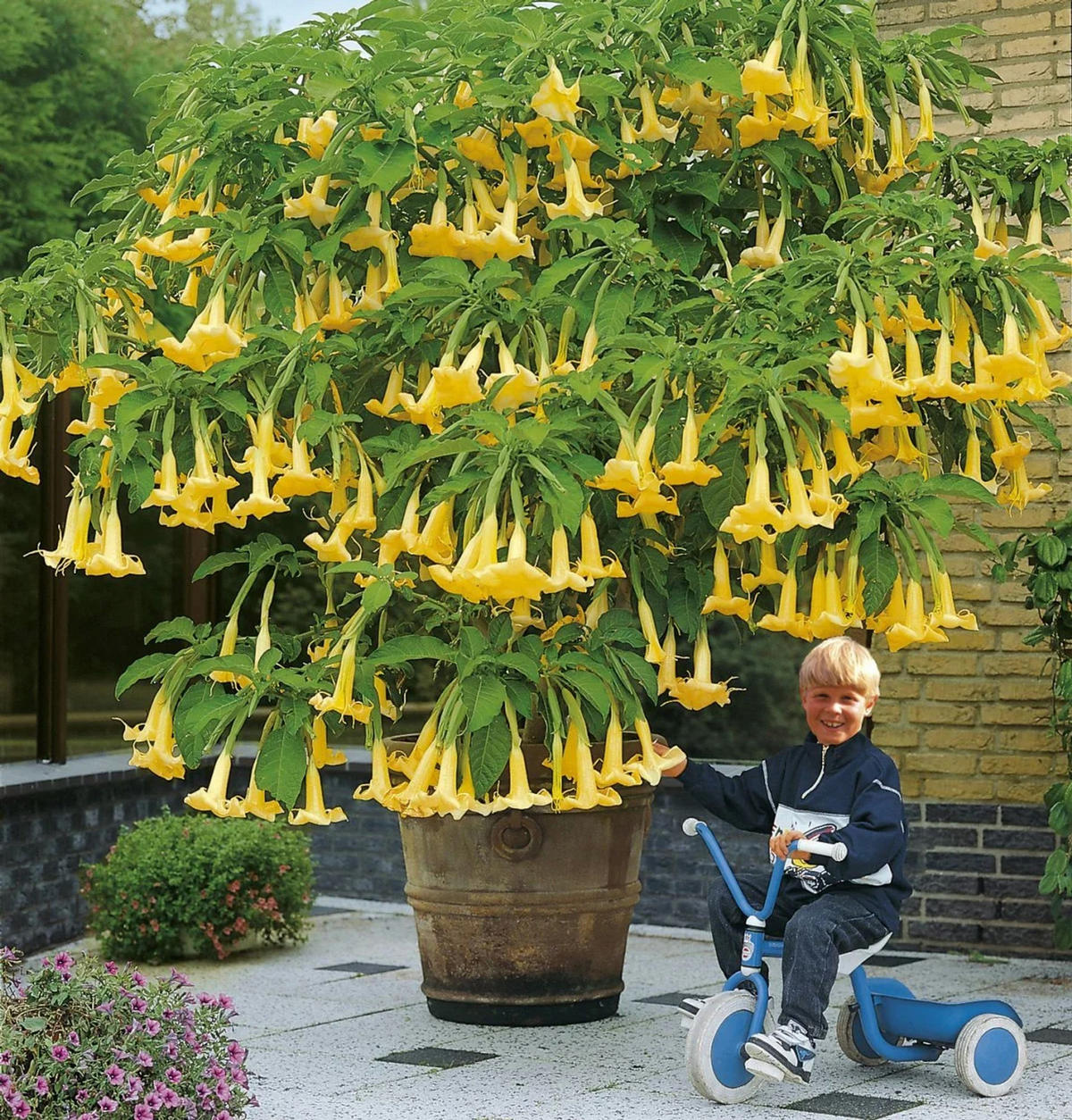 BLUMENDÜNGER Schnellwuchs, Granulat, 1 kg - Weiß, Kunststoff (10/17/10cm) - Westfalia