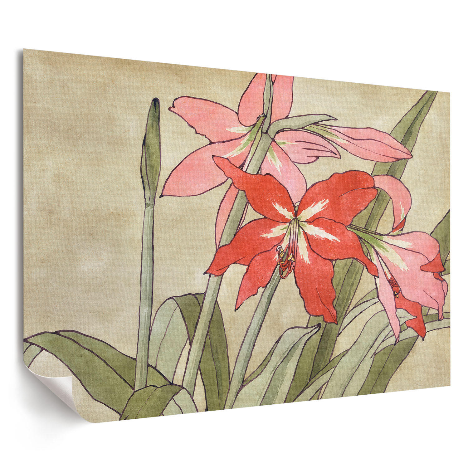 POSTER - 42x29 cm (A3) - Hannah Borger Overbeck - Amaryllis - Grün, Textil (42/29.7/0.1cm) - TULUP