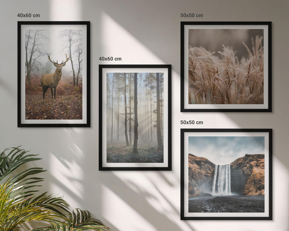 WANDBILDER 4er-Set - 50x50 cm & 40x60 cm Schwarzer Rahmen - Waldlandschaften der Wildnis - Schwarz, Kunststoff (50/50cm) - ArtPrintCave