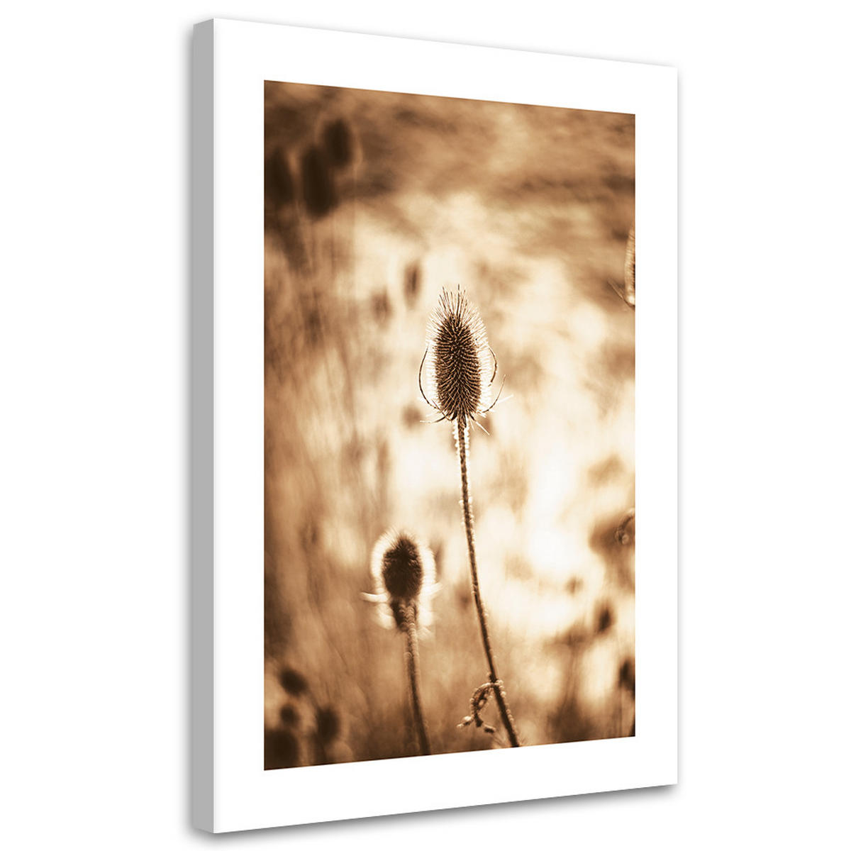 WANDBILD getrocknete pflanzen - Beige, Textil (40/60cm) - Feeby