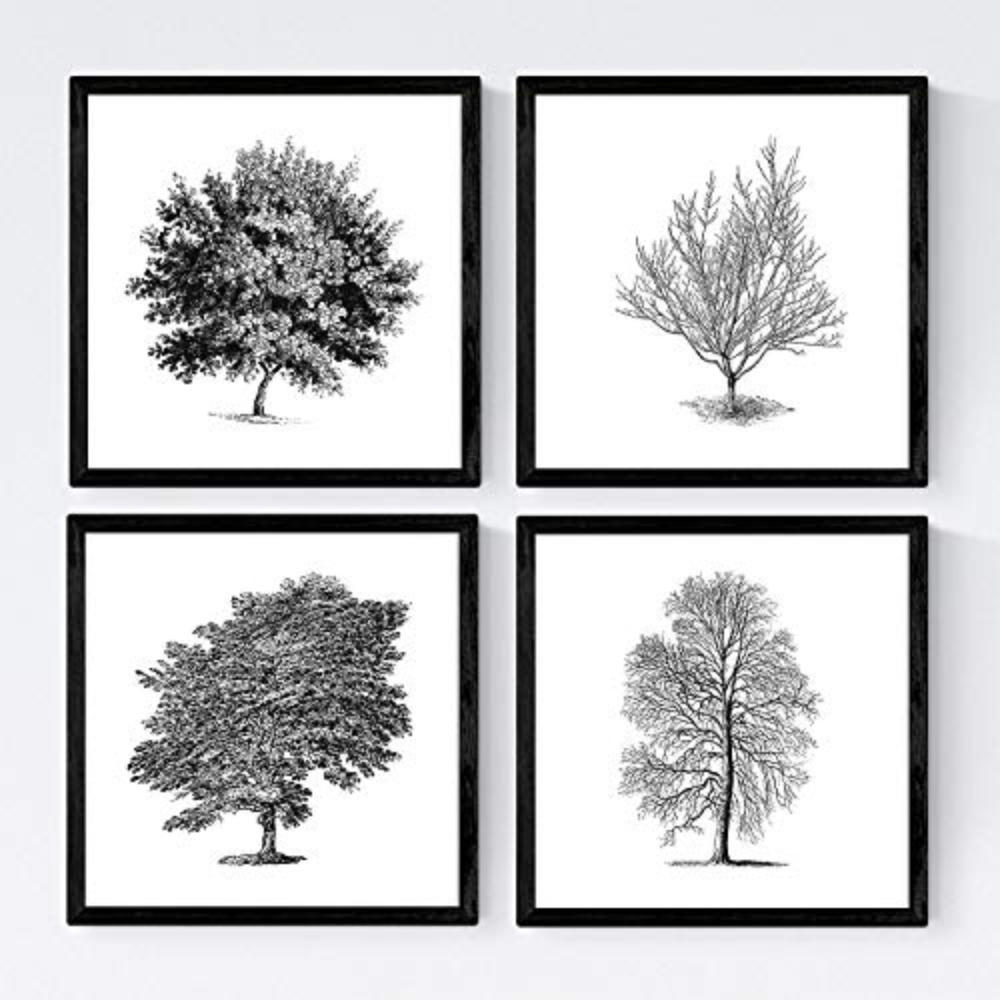 POSTER Set mit 4 Blättern der Caduda Bäume und immergrüne weiß 30x30 cm Rahmenlos - Klar, Papier (30/3cm) - Nacnic