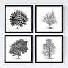 POSTER Set mit 4 Blättern der Caduda Bäume und immergrüne weiß 20x20cm Rahmenlos - Klar, Papier (20/3cm) - Nacnic
