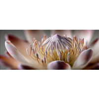 GLASBILD 125x50 cm Blumen rosa - Rosa, Glas (125/50cm) - artissimo