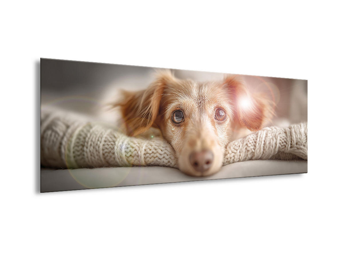 GLASBILD 80x30 cm Hund - Beige, Glas (80/30cm) - artissimo