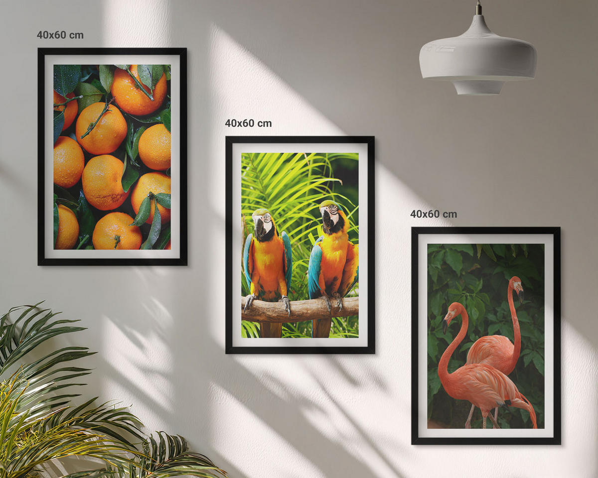 BILDER SET 3er Set - 40x60 cm Schwarzer Rahmen - Fruchtige Akzente in den Tropen - Schwarz, Kunststoff (40/60cm) - TULUP