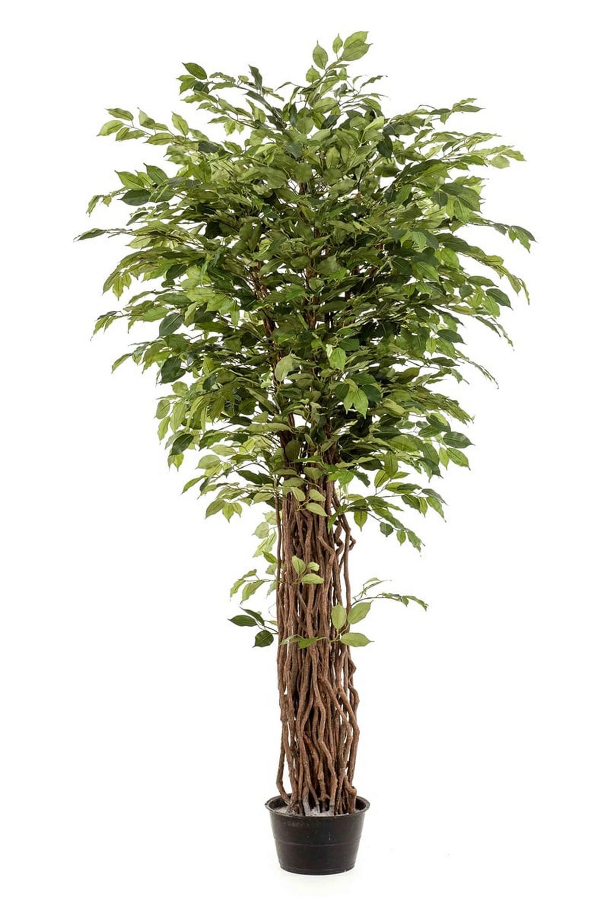KÜNSTLICHER Ficus - Lissi 205 cm - Grün, Kunststoff (205cm) - Emerald