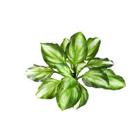 KUNSTPFLANZE Künstliche Funkie - Etienne 55 cm - Multicolor, Kunststoff (55cm) - aplanta