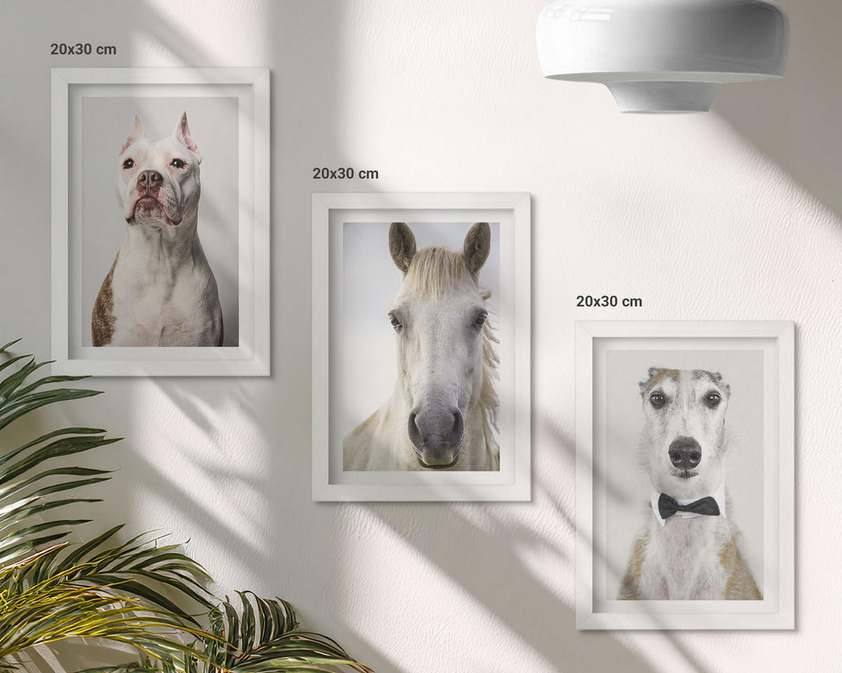 WANDBILDER 3er-Set - 20x30 cm Weißer Rahmen - Elegante Porträts von Hunden und Pferden - Weiß, Kunststoff (20/30cm) - ArtPrintCave