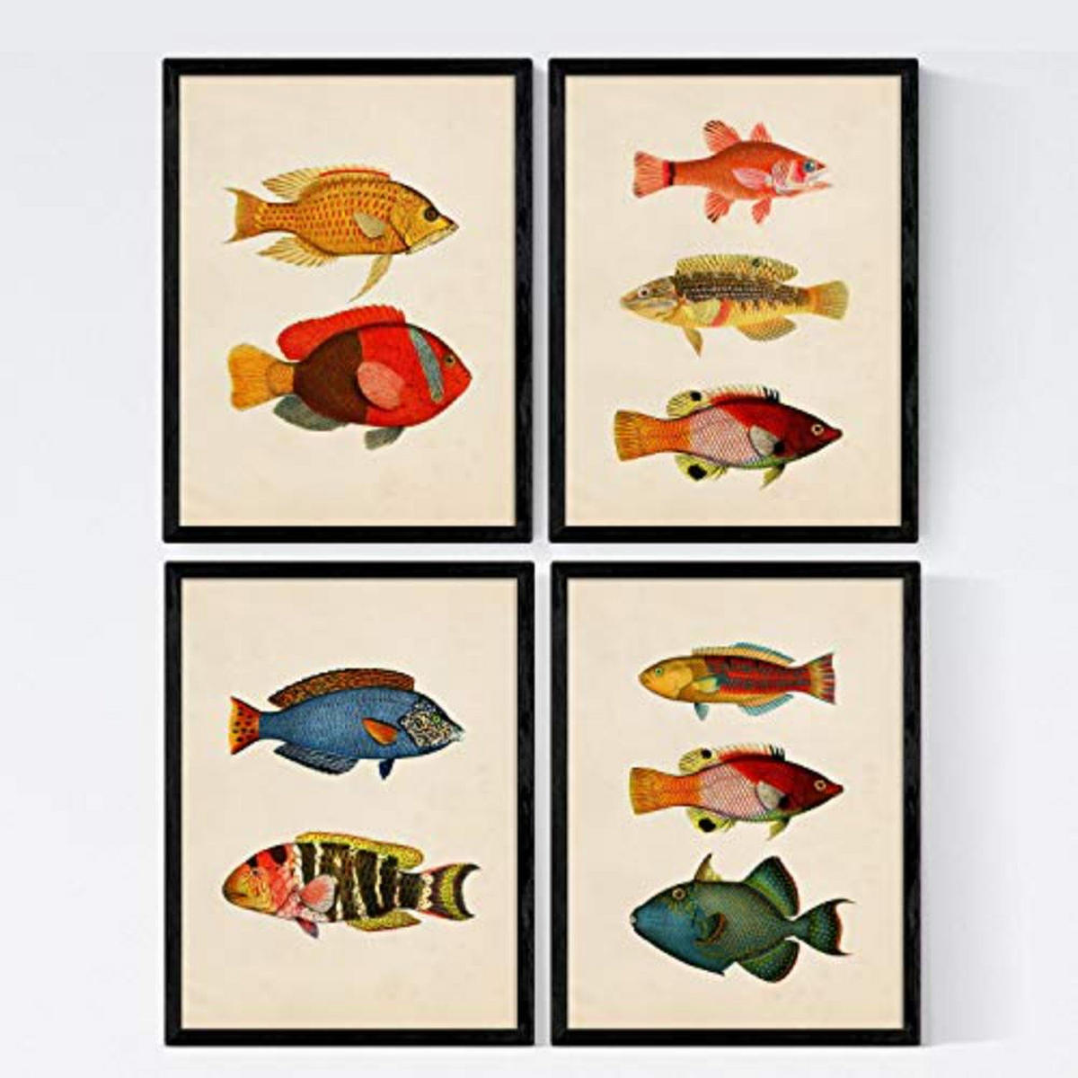 POSTER Set mit 4 Malediven 10 verschiedenen Fischen A4 Rahmenlos - Klar, Papier (29.7/3cm) - Nacnic