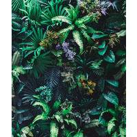 FOTOTAPETE tropische Pflanzen 232.5 x 279 cm - Grün, Papier (232.5/279cm) - ESTAhome