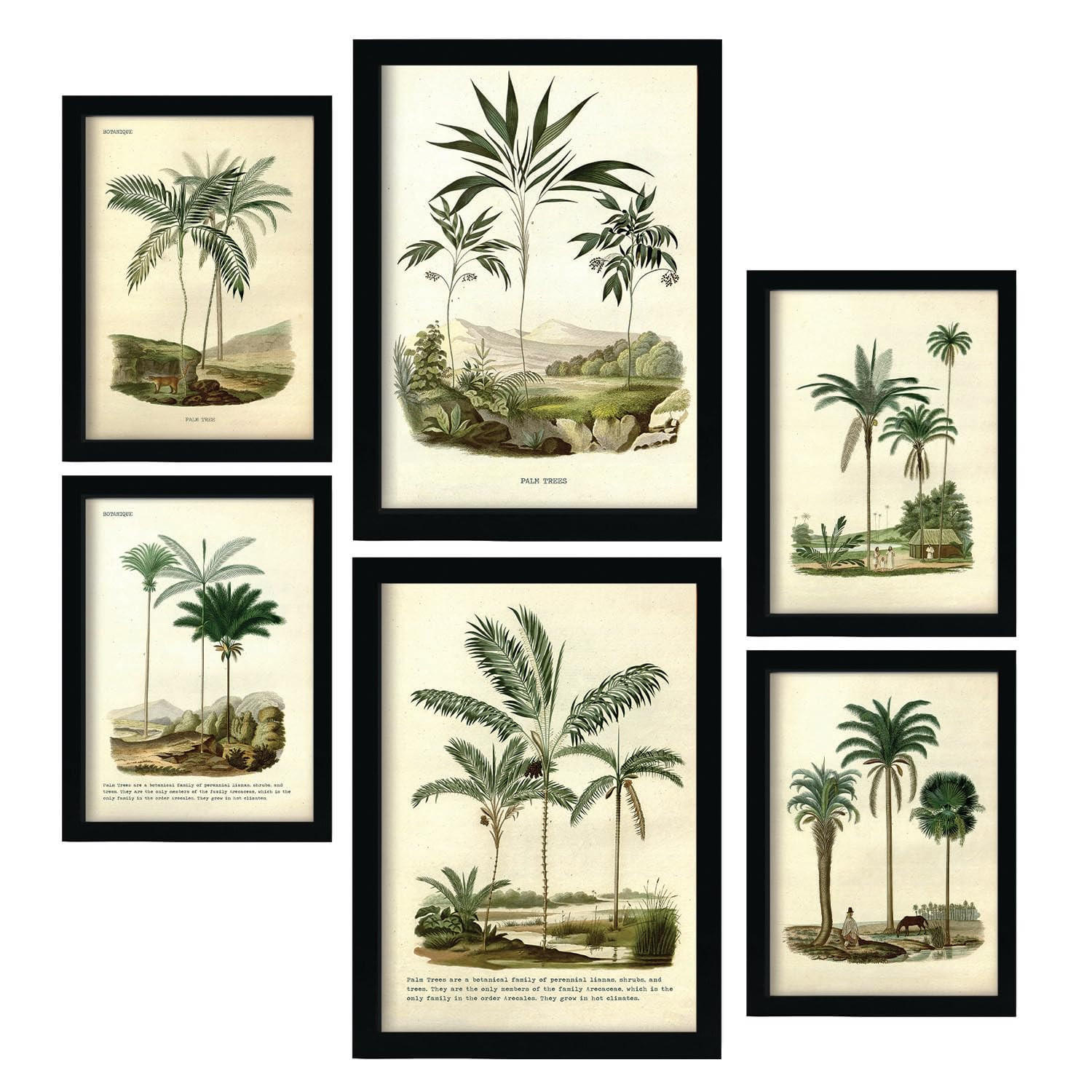 POSTER Set Mit 6 Palmen In Vintage A3 & A4 Rahmenlos - Klar, Papier (29/3cm) - Nacnic