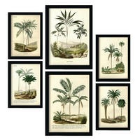 POSTER Set Mit 6 Palmen In Vintage A3 & A4 Rahmenlos - Klar, Papier (29/3cm) - Nacnic