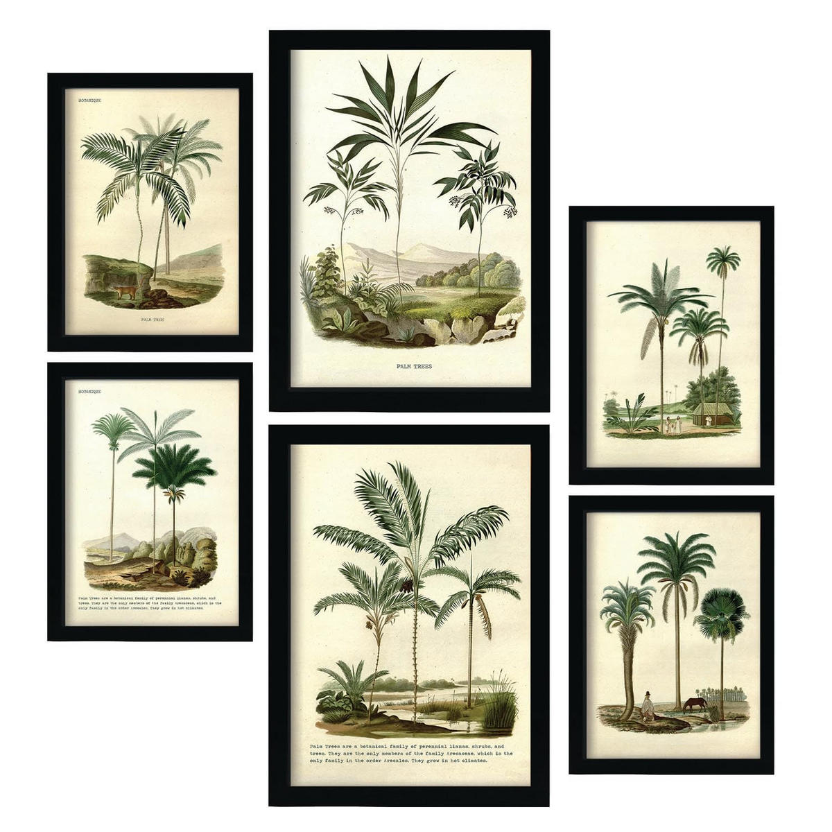 POSTER Set Mit 6 Palmen In Vintage A3 & A4 Rahmenlos - Klar, Papier (29/3cm) - Nacnic