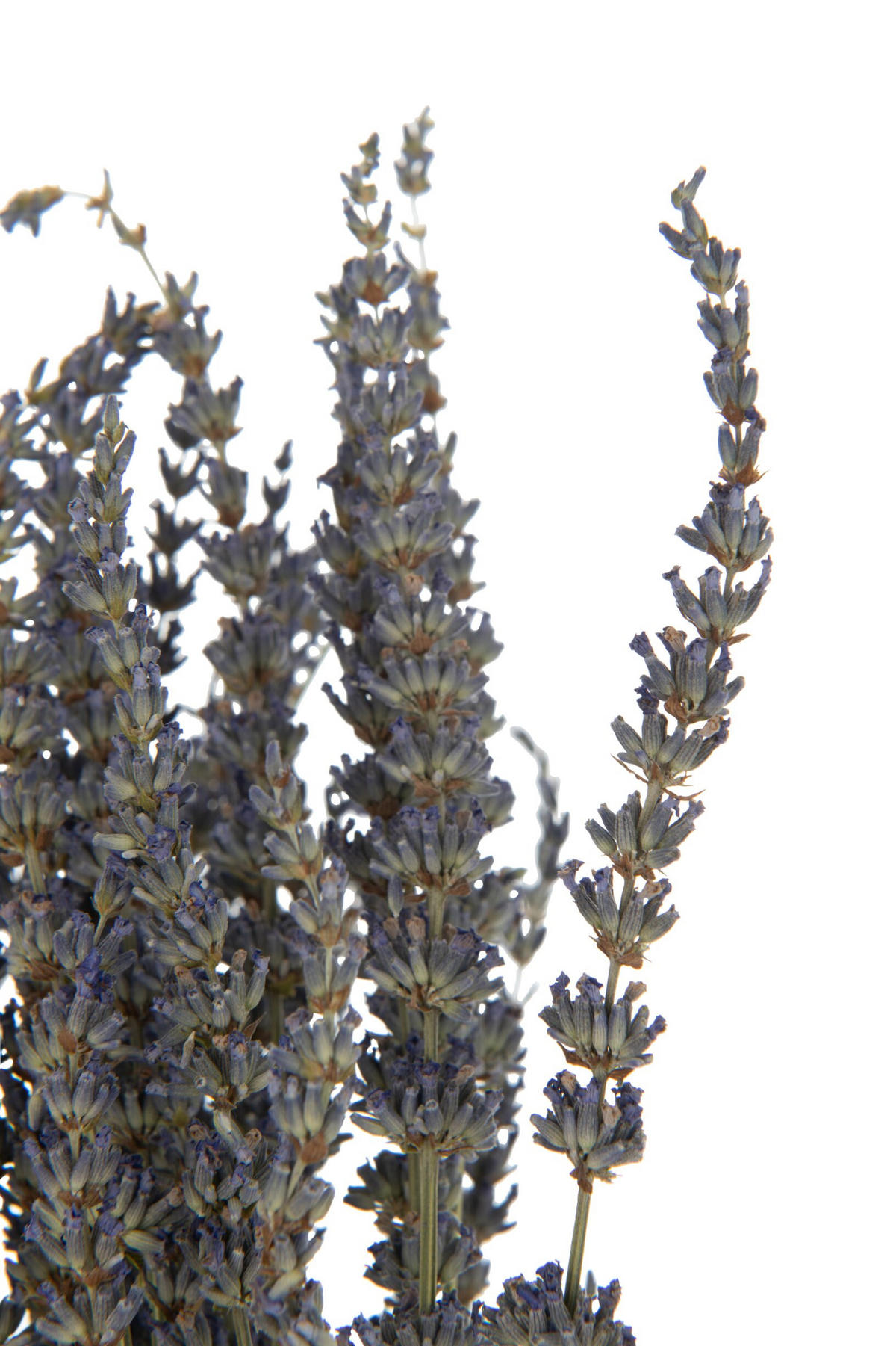 TROCKENBLUMEN Lavendel - Lila, Naturmaterialien (73cm) - J-Line