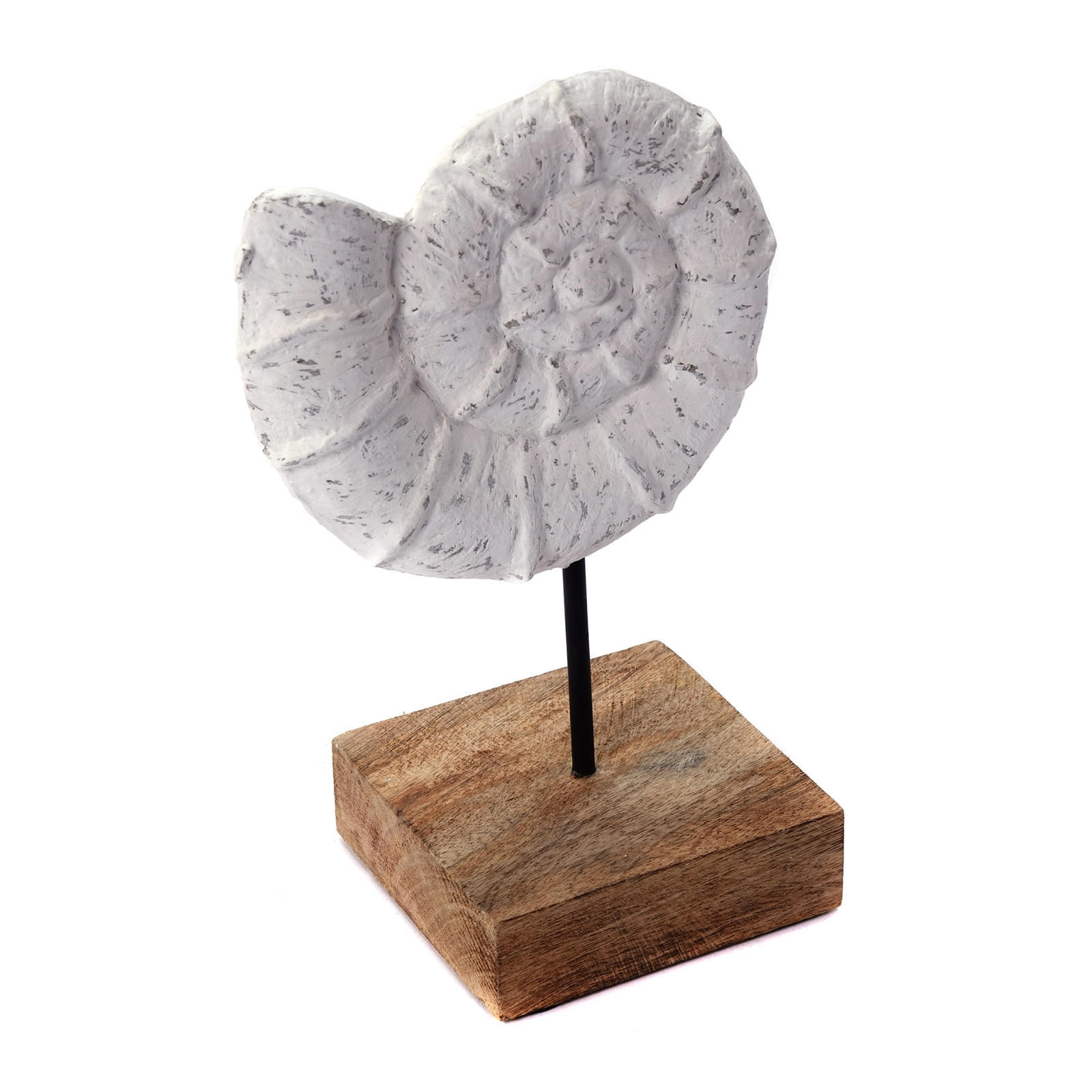 SKULPTUR MUSCHEL Shell Mangoholz-Sockel weiß-natur - Weiß, Holz (15/25/10cm) - CREEDWOOD