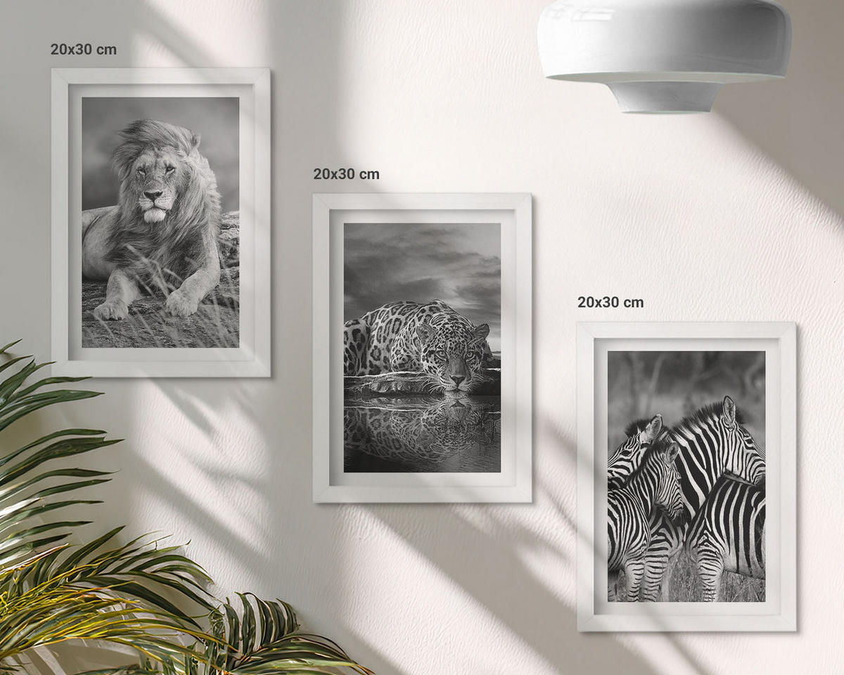 BILDER SET 3er Set - 20x30 cm Weißer Rahmen - Wildtiere der Savanne - Weiß, Kunststoff (20/30cm) - TULUP