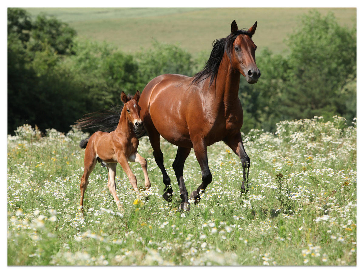 FOTOTAPETE Pferde Lichtung Pflanzen Natur 200x140 - Beige/Schwarz, Papier (200/140cm) - Muralo