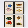 POSTER Set mit 4 Komoren 10 verschiedenen Fischen A4 Rahmenlos - Klar, Papier (29.7/3cm) - Nacnic